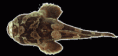 /album/fotogaleria/bagre-sapo-dibujo-gif/